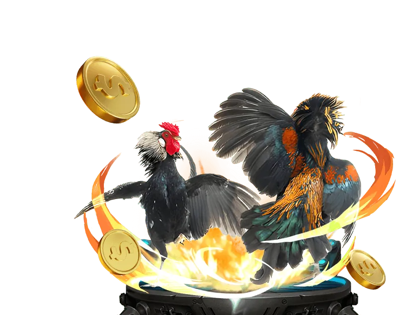 Hình ảnh giải đấu đá gà lớn